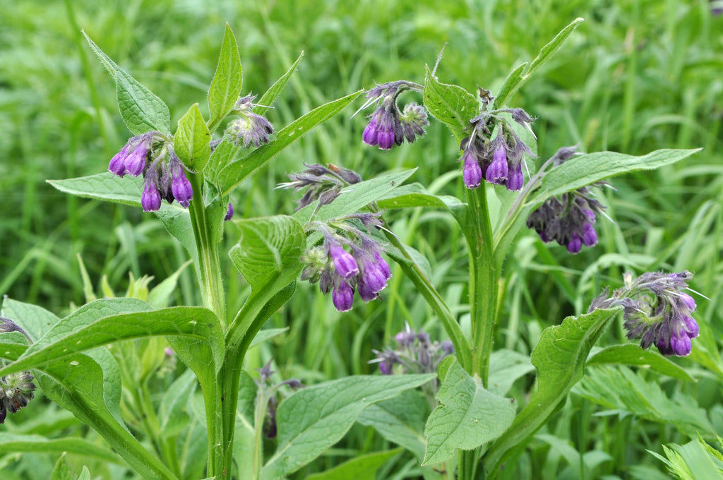 100% Natural Comfrey and Calendula Rub - Guardian Angel Naturals