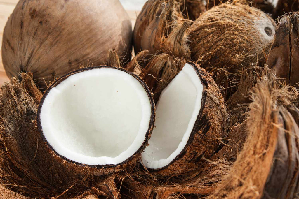 Natural Lip Balm – Coconut 4g - Guardian Angel Naturals