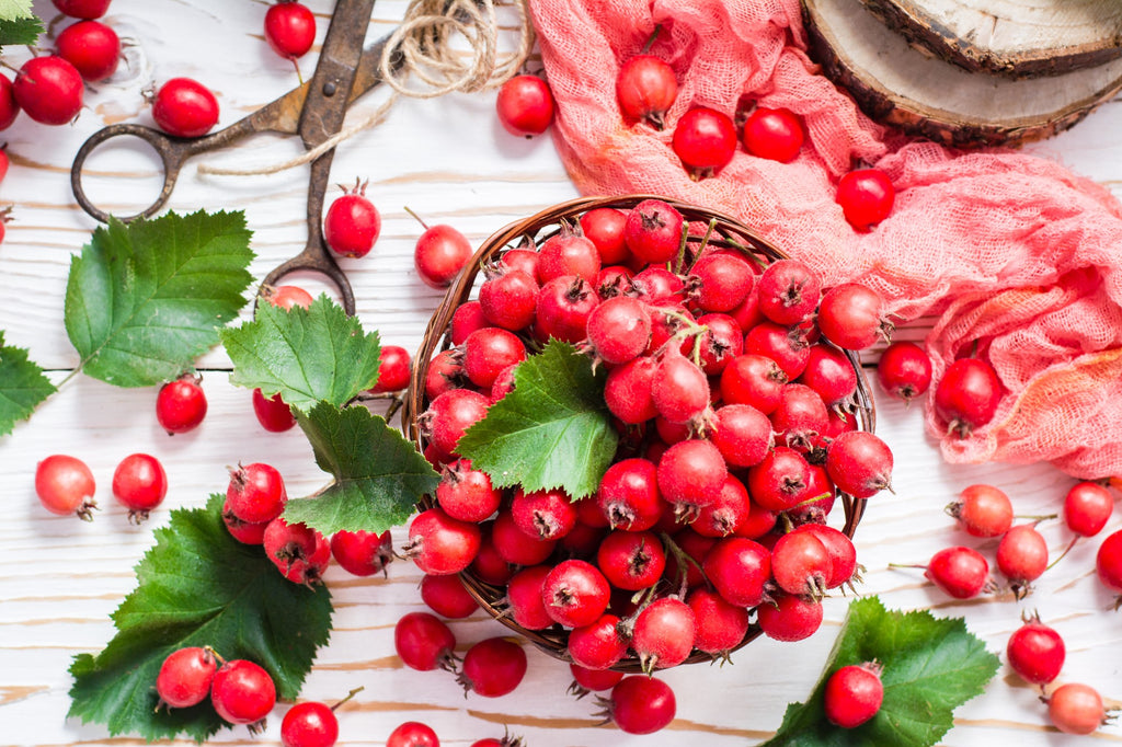 Organic Hawthorn Berry Tincture - Cardiovascular, High Blood Pressure, Cholestoral - Guardian Angel Naturals